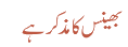 بھینس کا مذکر ہے